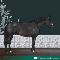 Horse Color:Brown Sabino Rabicano