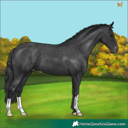 Horse Color:Black Appaloosa 