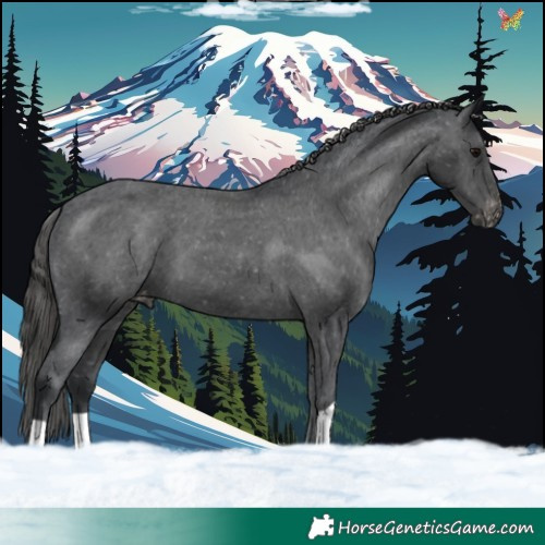 Horse Color:Black Appaloosa 