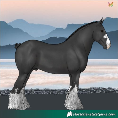 Horse Color:Black 