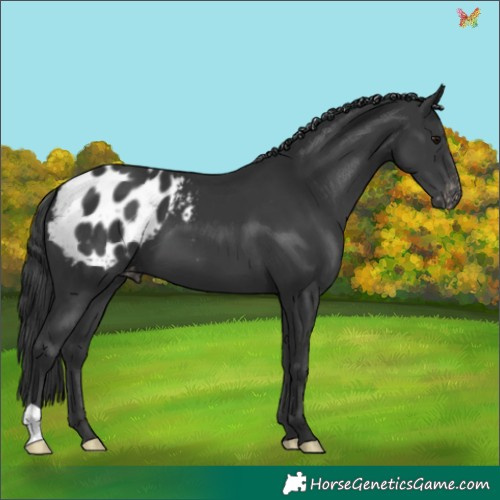 Horse Color:Black Appaloosa 