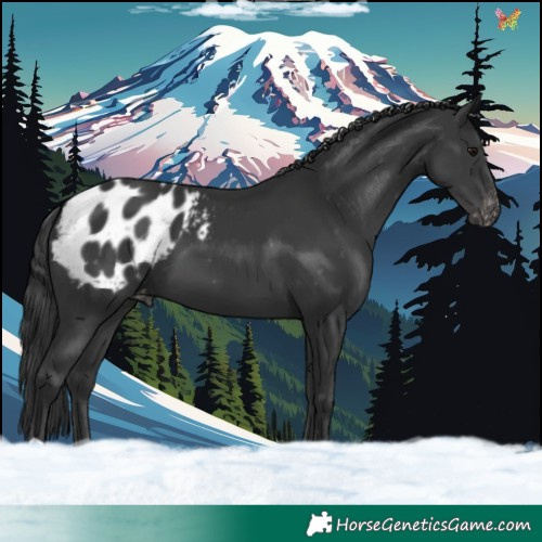 Horse Color:Black Appaloosa 
