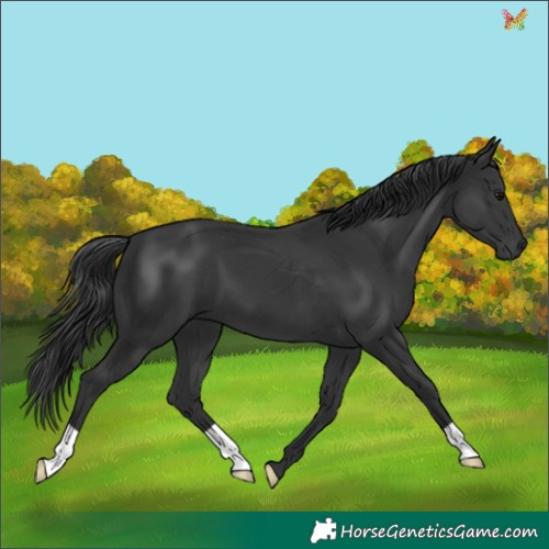 Horse Color:Black 