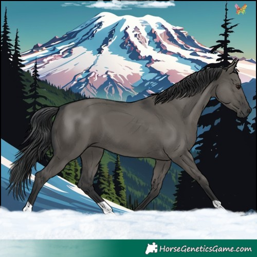 Horse Color:Grullo 