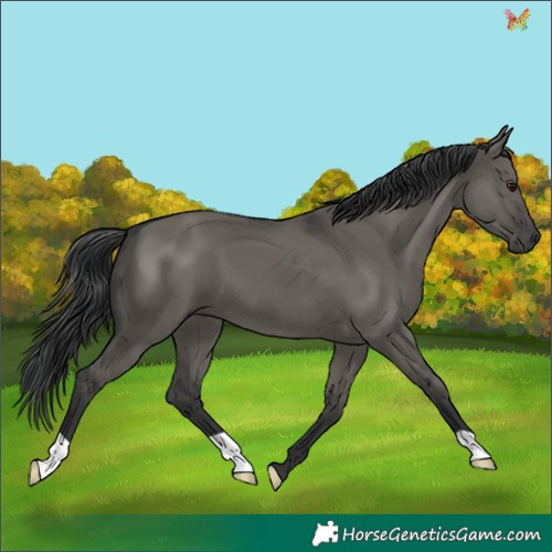 Horse Color:Grullo 