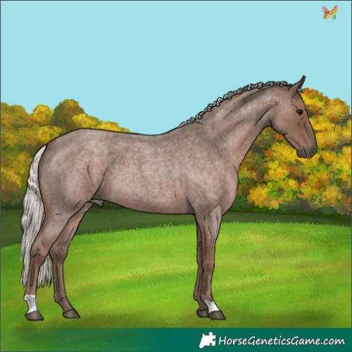 Horse Color:Silver Blue Roan 