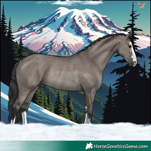 Horse Color:Grullo Rabicano 