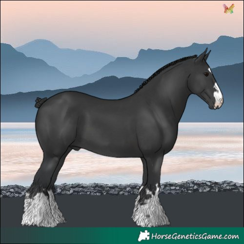 Horse Color:Black 