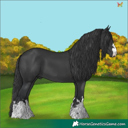 Horse Color:Black 