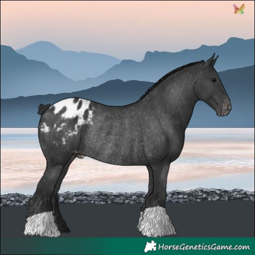 Horse Color:Black Blanket Rabicano 