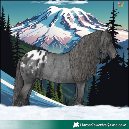 Horse Color:Black Appaloosa Rabicano 