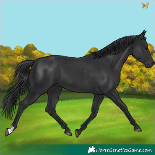 Horse Color:Black 