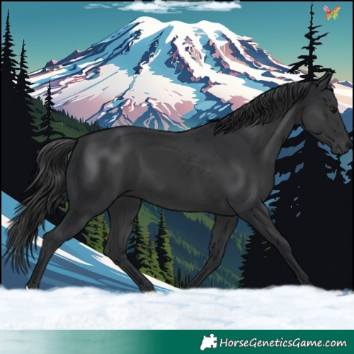 Horse Color:Black 