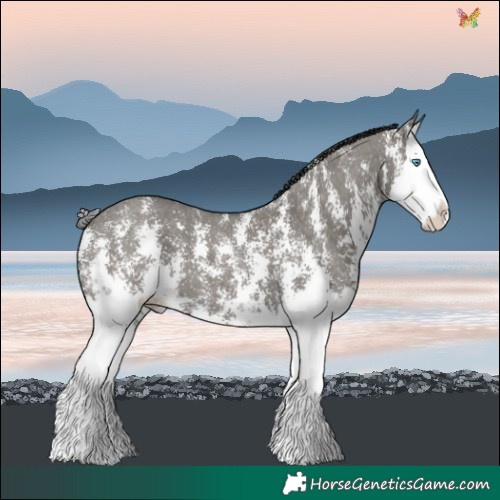 Horse Color:Grullo Sabino Splash 