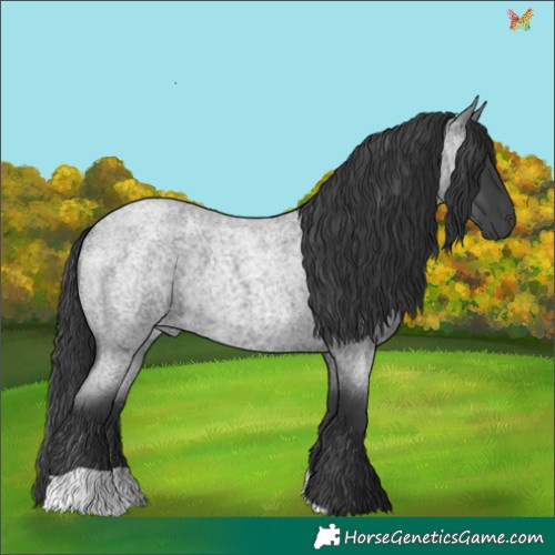 Horse Color:Blue Roan 