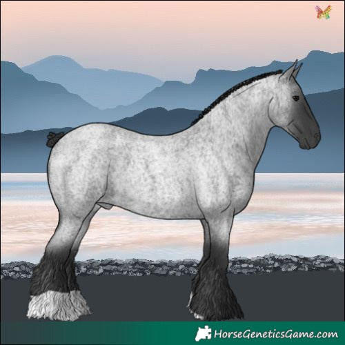 Horse Color:Blue Roan 