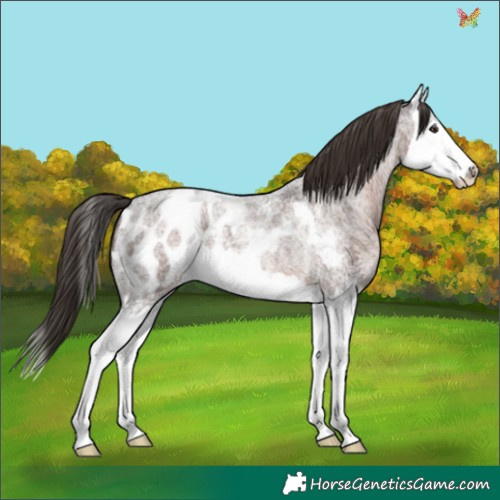 Horse Color:Liver Red Roan Splash Appaloosa 