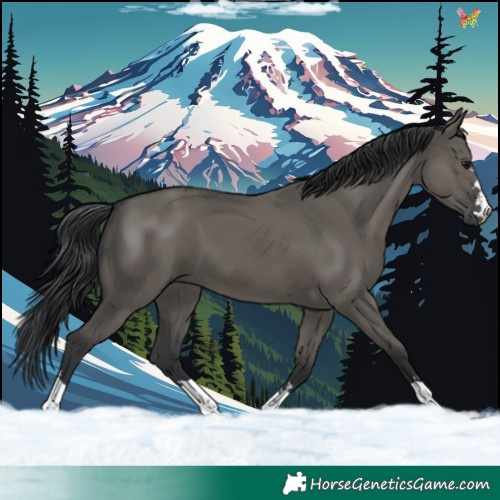 Horse Color:Grullo 