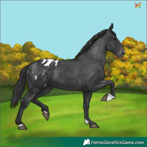 Horse Color:Black Appaloosa 