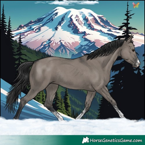 Horse Color:Grullo Sabino Rabicano 