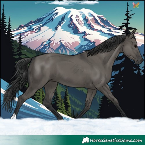 Horse Color:Grullo 