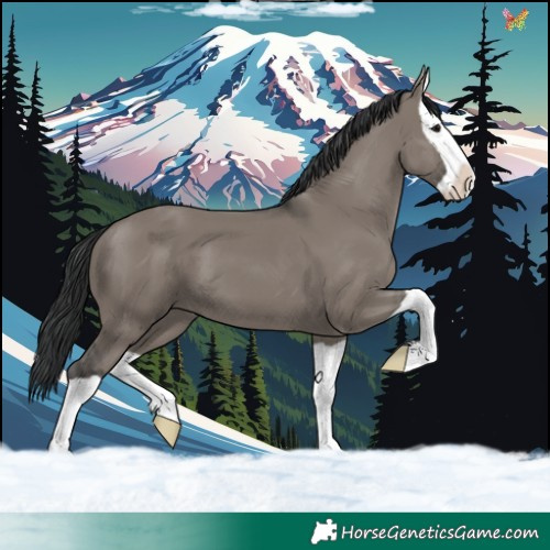Horse Color:Grullo Splash 