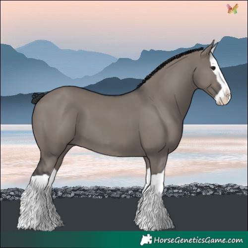 Horse Color:Grullo Splash 