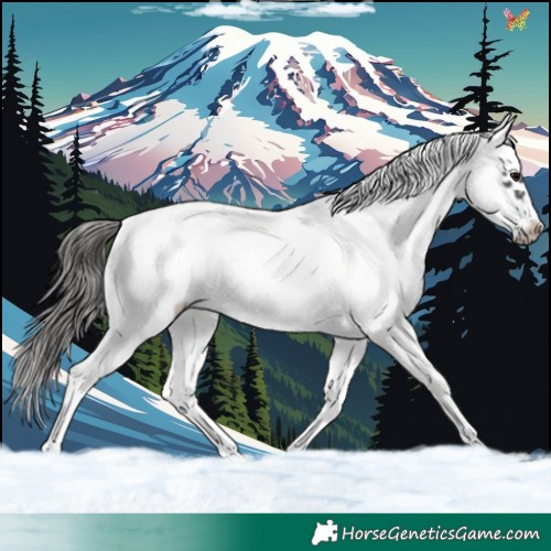 Horse Color:White Spotted Black Splash Frame Appaloosa 