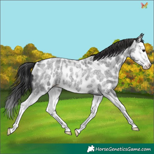 Horse Color:Blue Roan Splash Appaloosa 