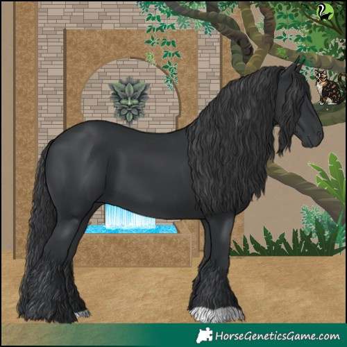 Horse Color:Black 