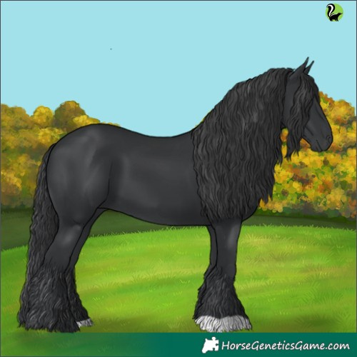 Horse Color:Black 