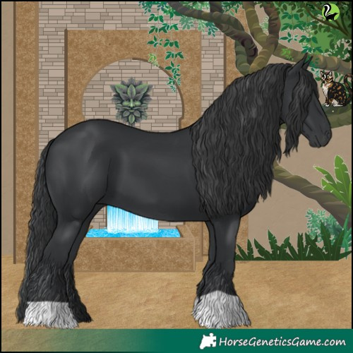 Horse Color:Black 