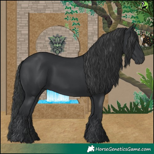 Horse Color:Black 