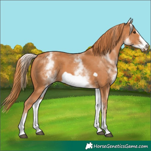 Horse Color:White Spotted Chestnut Frame 