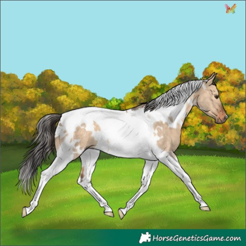 Horse Color:White Spotted Bay Dun Tobiano 
