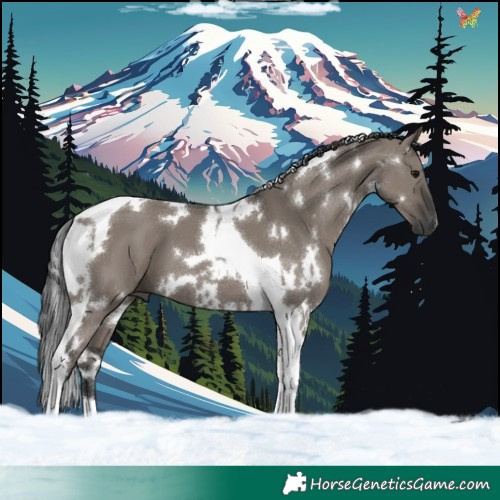 Horse Color:White Spotted Grullo Tobiano 