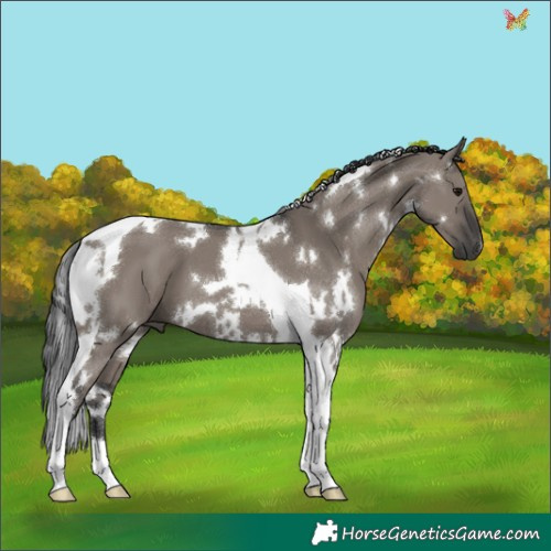 Horse Color:White Spotted Grullo Tobiano 
