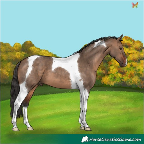 Horse Color:Bay Dun Tobiano 