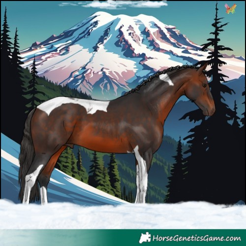Horse Color:Bay Tobiano 