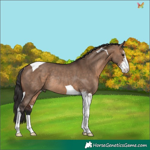 Horse Color:Brown Dun Sabino Tobiano Rabicano 