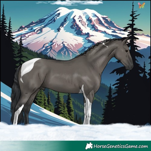 Horse Color:Grullo Tobiano 