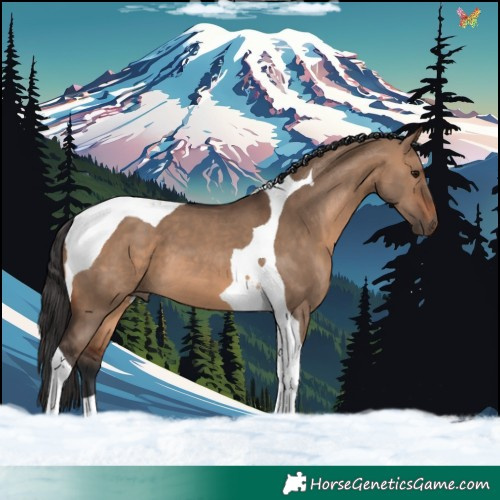 Horse Color:Brown Dun Tobiano 