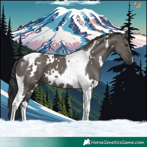 Horse Color:White Spotted Grullo Tobiano 