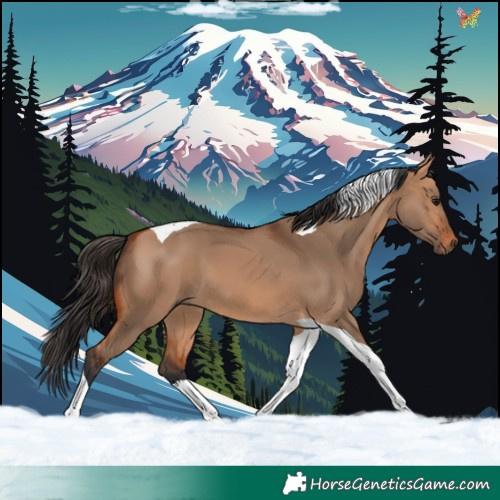 Horse Color:Bay Dun Tobiano 