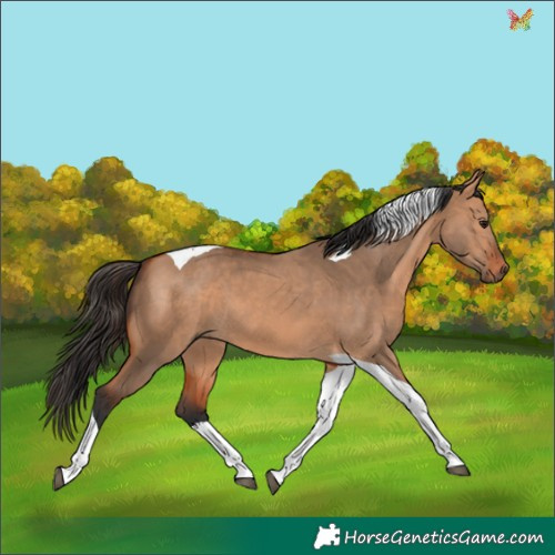 Horse Color:Bay Dun Tobiano 