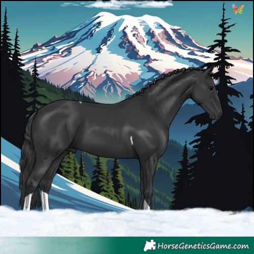 Horse Color:Black Tobiano 