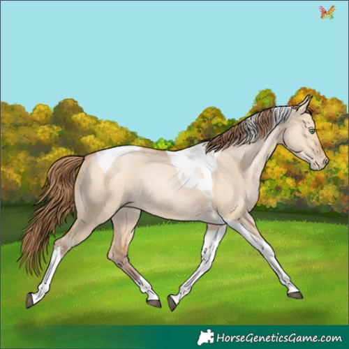 Horse Color:Bay Pearl Dun Tobiano Rabicano 