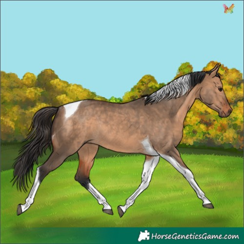 Horse Color:Bay Dun Tobiano Rabicano 