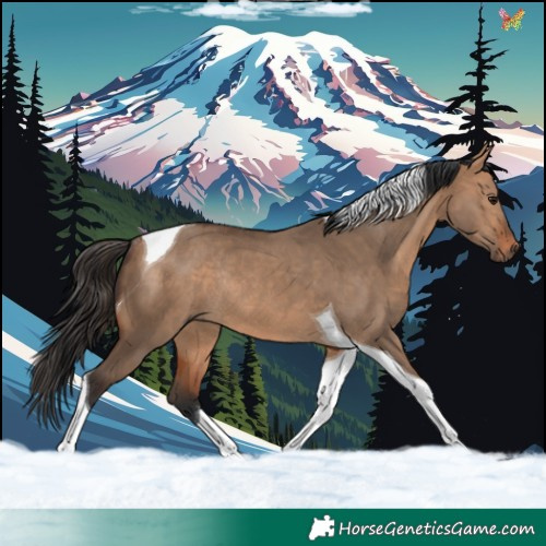 Horse Color:Bay Dun Tobiano Rabicano 