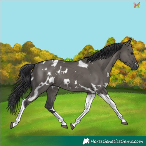 Horse Color:White Spotted Grullo Tobiano Rabicano 